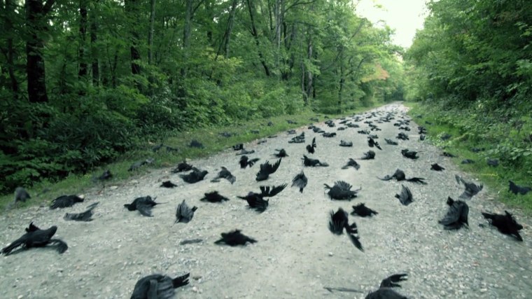 Including these birds, sadly